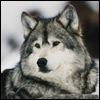 XWolFX