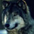 Hasky