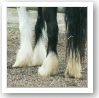 Epona