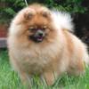 pom