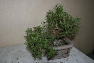 IMG_6911.JPG