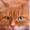 Golden-cat