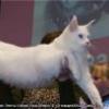 Asiacoon