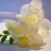 Floris