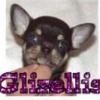 Glizellis