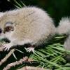 Dormouse