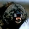 Wolverene
