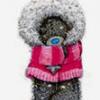 SHE-BEAR