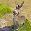 Donkey