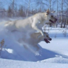 FANDEIZI