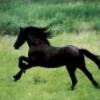 flicka