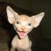 Puatie