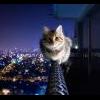 SimoN_NSK
