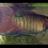 macropodus