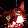 felis catus infernalis