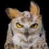 Longearedowl
