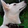 Spirit-nsk.com