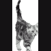 MID