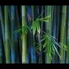 bambooo