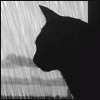 Mrs.Panther