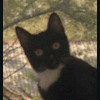 cati