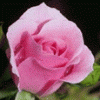 Jula