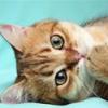 Spanky