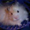Zigzy