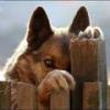 leser