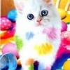 Katze
