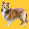 Shelty