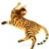 MurenaCat