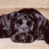 Lancelot