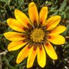 sunflour