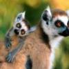 lemur4ik
