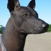 xolo