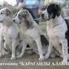караганды алабай 1